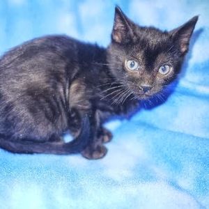 Meet your Posher, Renee